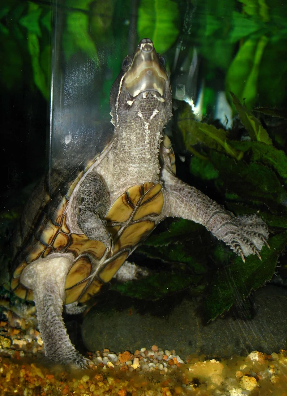 Underside of a common musk turtle in water