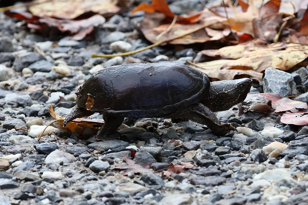 Common musk turtle on a stony bank