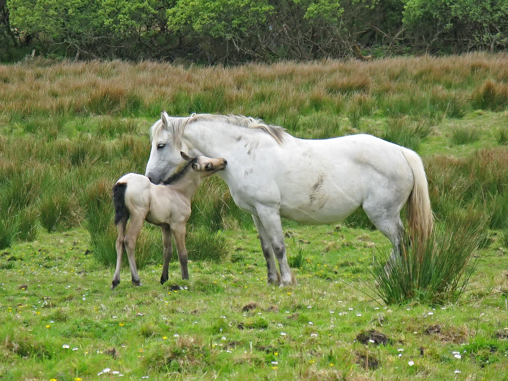 Connemara-Stute und Fohlen stehen zusammen im Freien