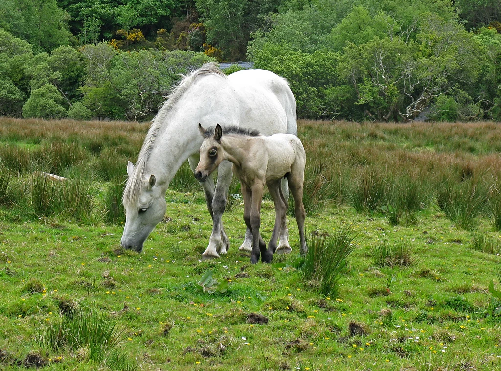 Connemara-Stute grast neben ihrem Fohlen