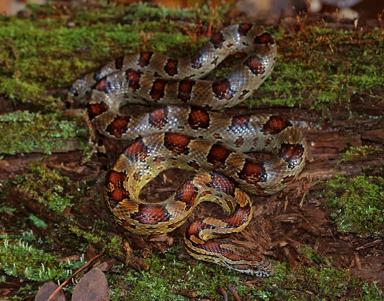 Giovane serpente del grano con macchie rossastre sul dorso a forma di sella, su un tronco coperto di muschio