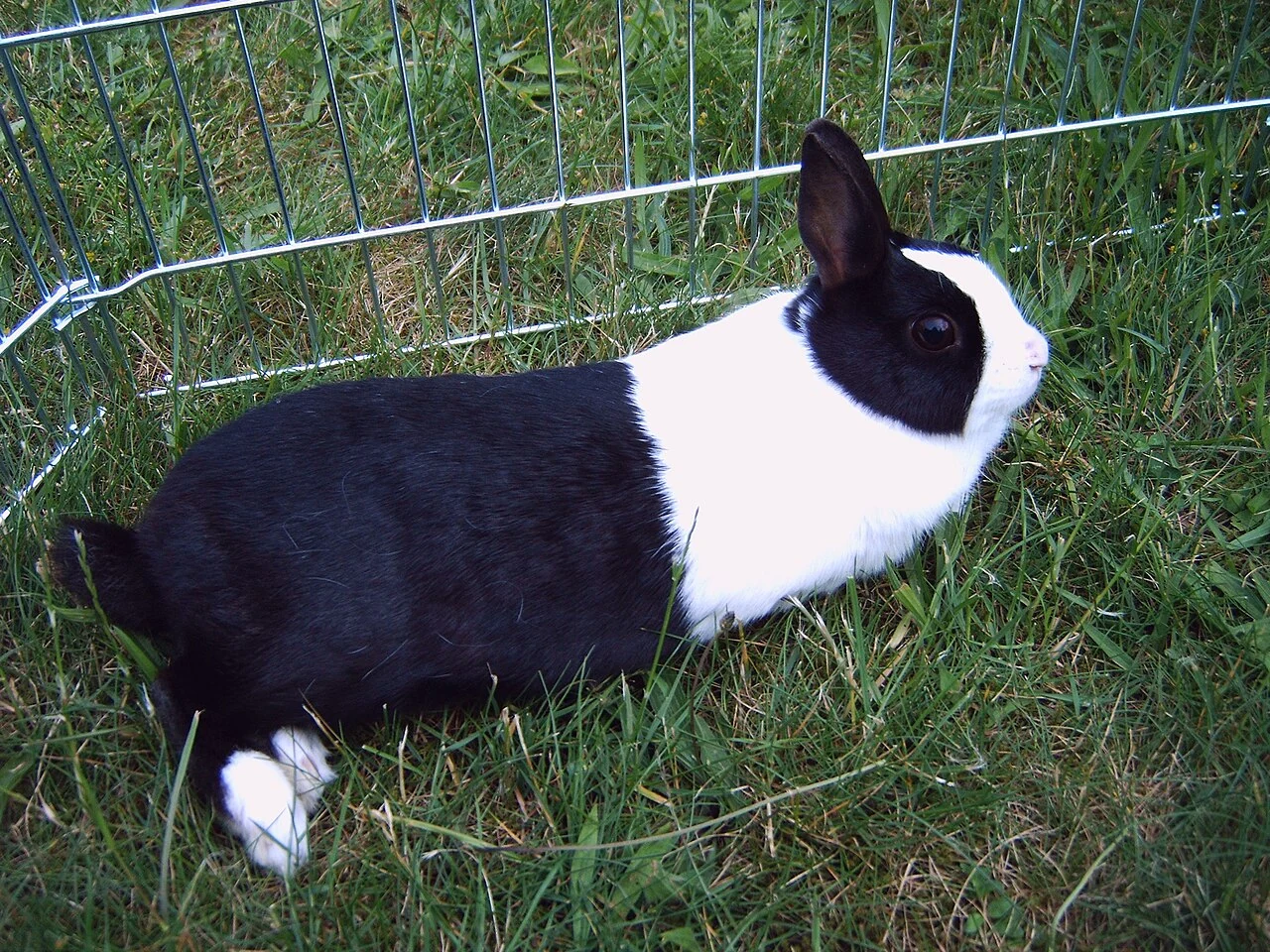 Black and white Dutch rabbit on grass