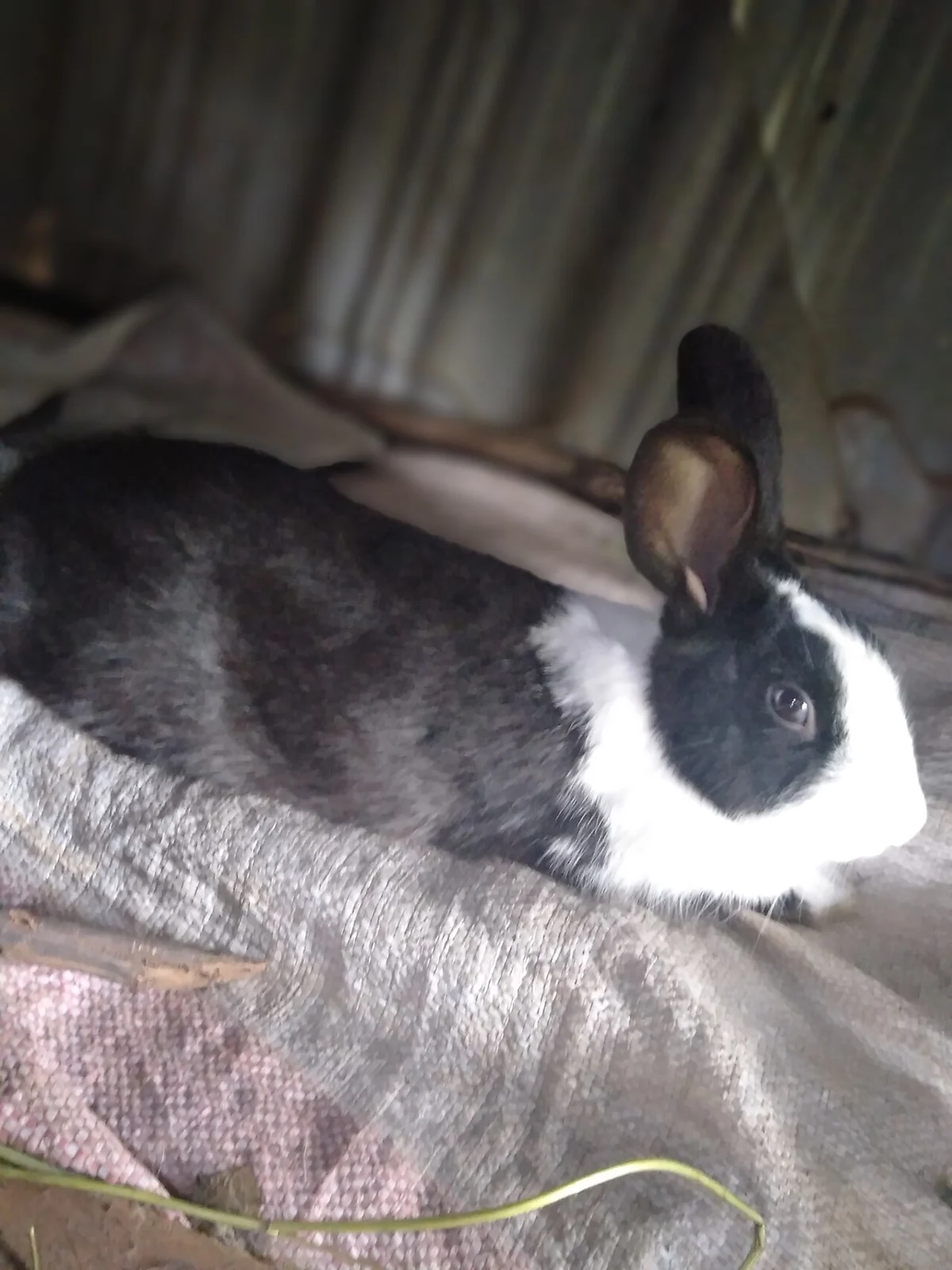 Black and white Dutch rabbit on a carpet
