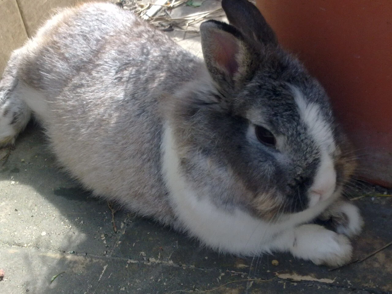 Grey and white Dutch rabbit resting on paving stones