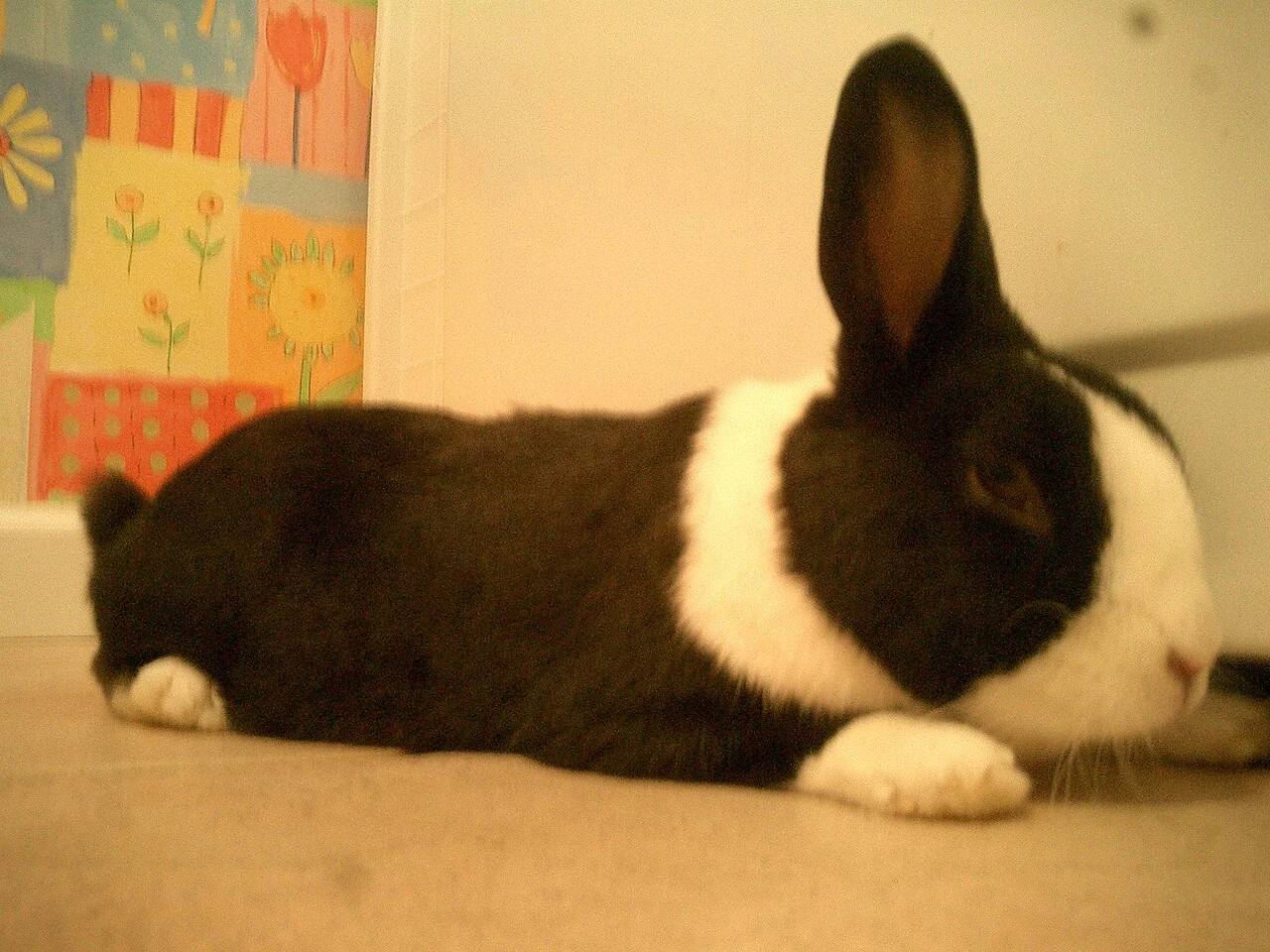 Black and white Dutch rabbit resting on laundry