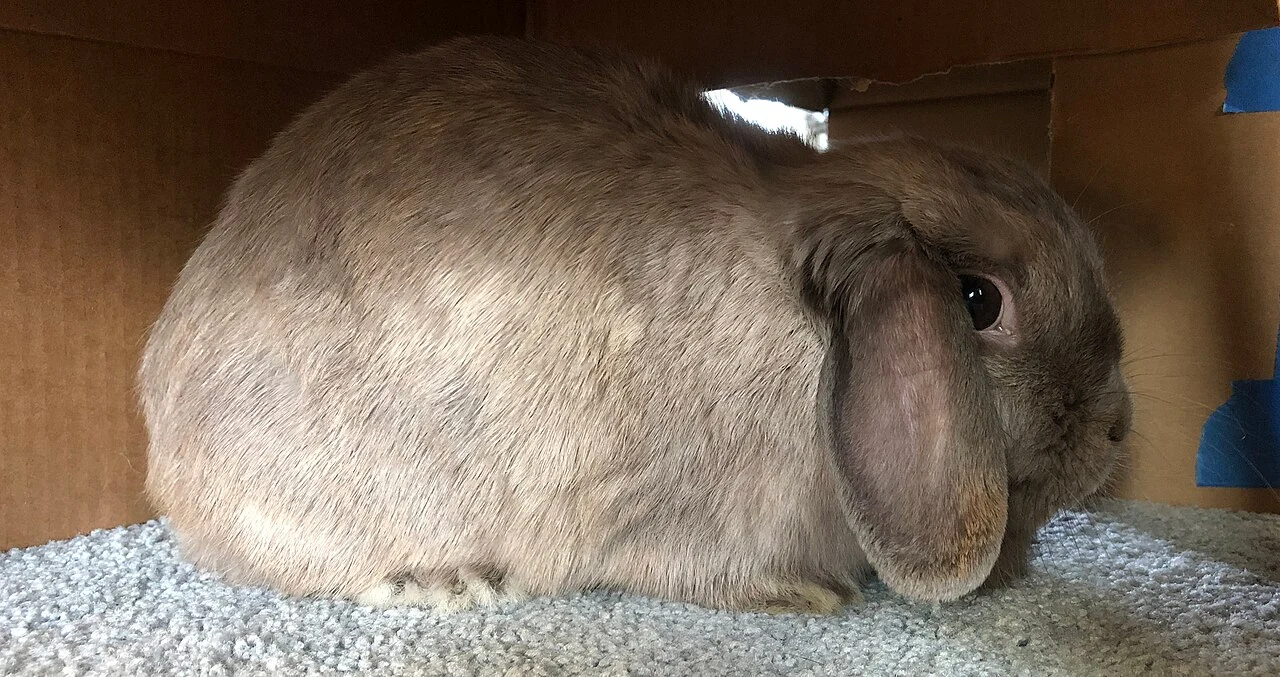 Grey dwarf lop looking out of a cardboard box
