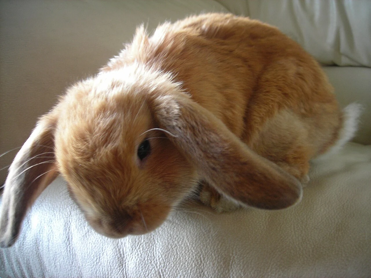 Light brown dwarf lop resting on a blanket