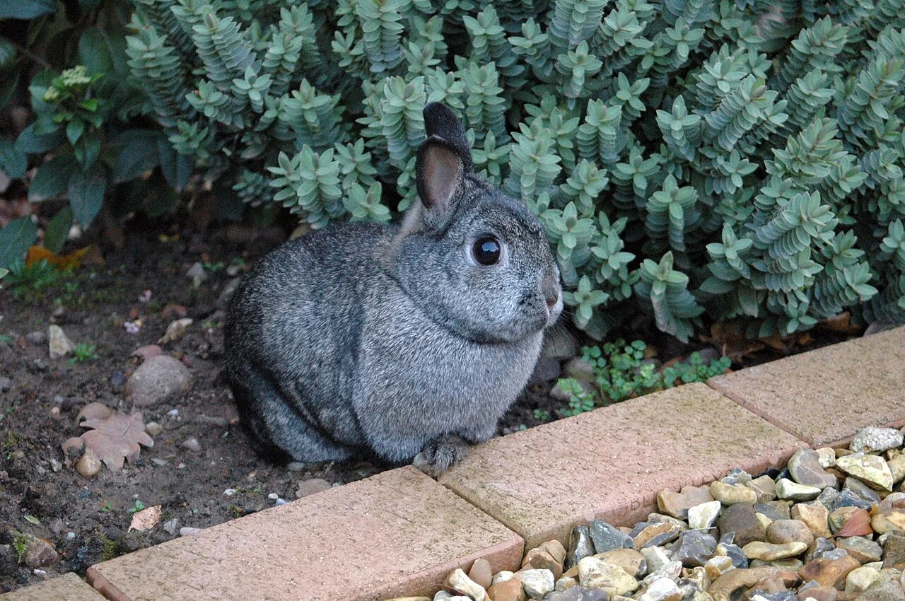 Graues Zwergkaninchen neben einer Mauer im Garten