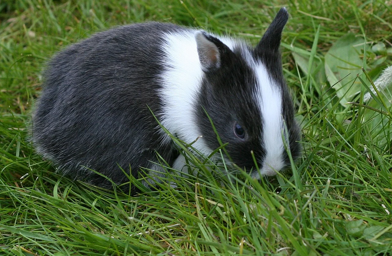 Junges schwarz-weißes Zwergkaninchen auf einer Wiese