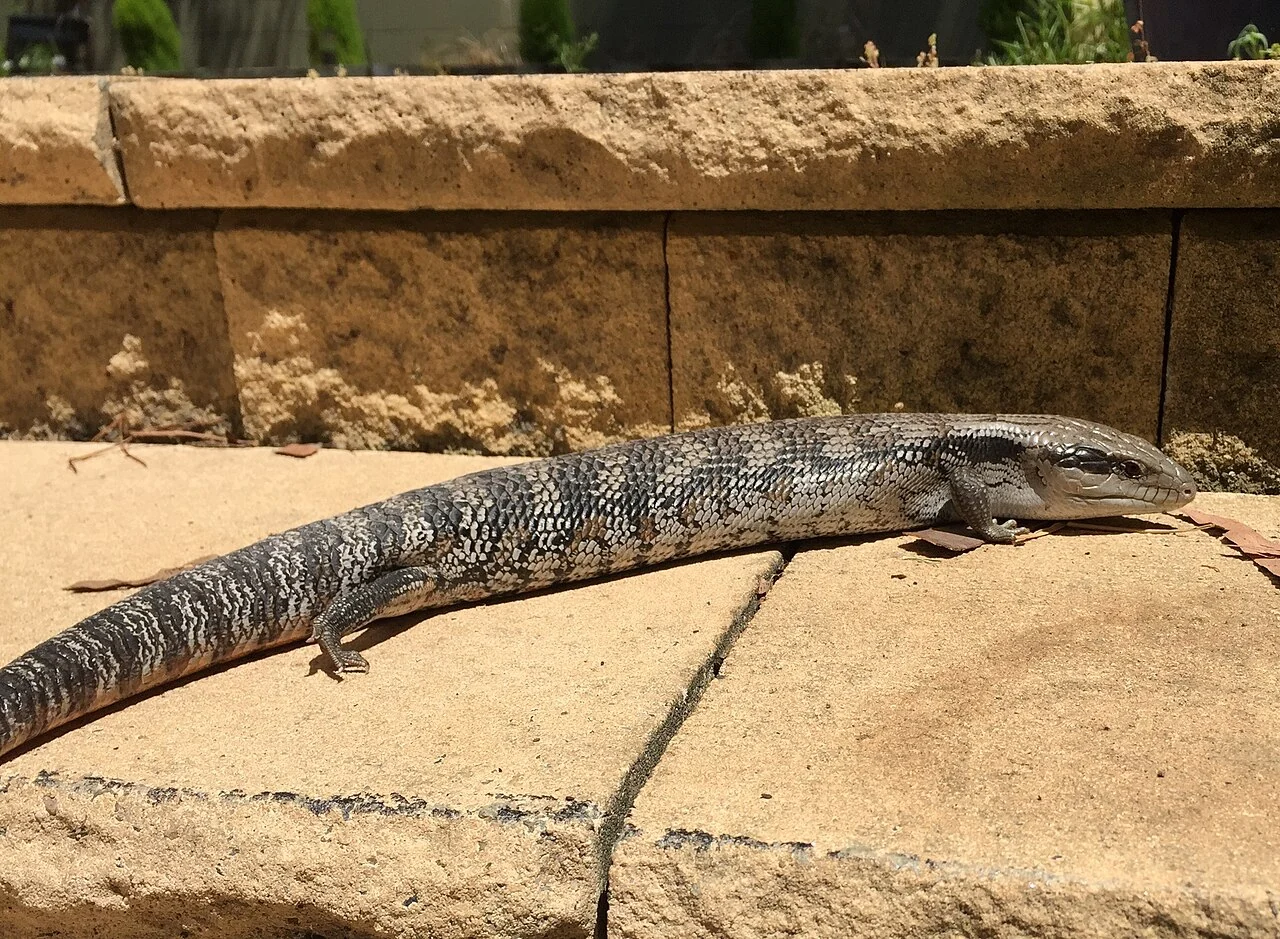 Östlicher Blauzungenskink von der Seite auf einem Stein