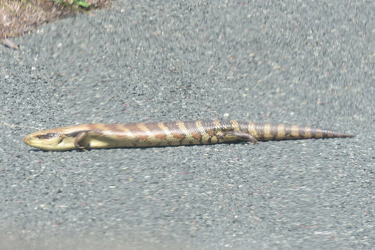 Östlicher Blauzungenskink mit kurzen Beinen und langem Schwanz auf einem Weg