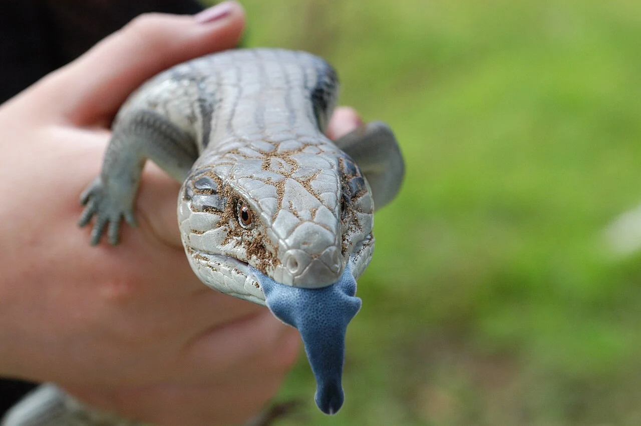 Östlicher Blauzungenskink aus New South Wales mit ausgestreckter blauer Zunge