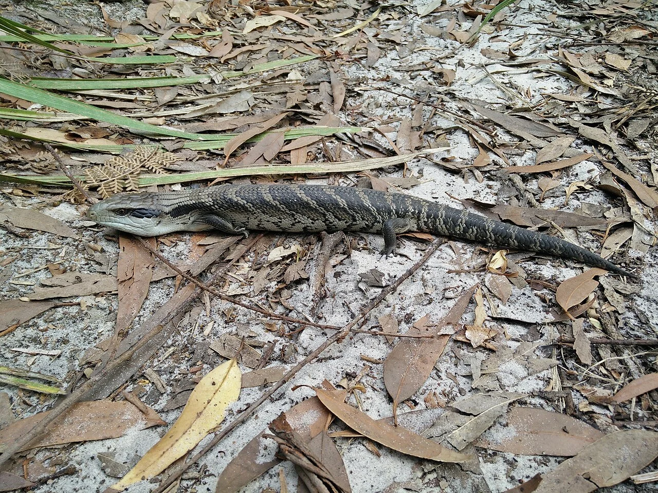 Östlicher Blauzungenskink mit gebändertem Körper auf Laub