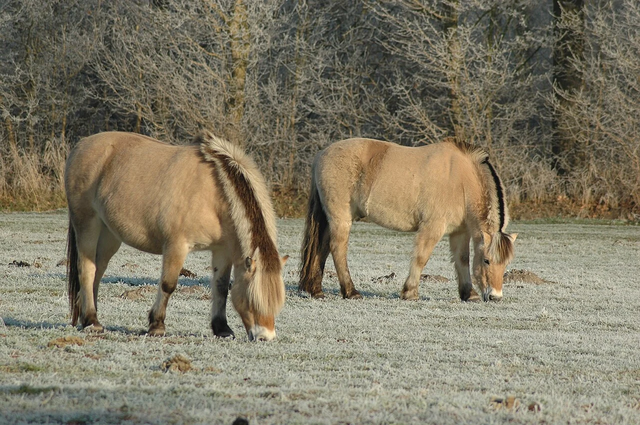 Zwei Fjordpferde mit dichtem Fell beim Grasen