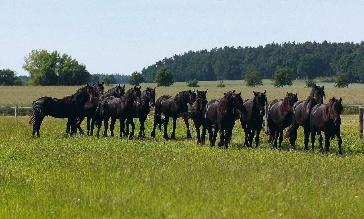Mehrere schwarze Friesenpferde gemeinsam auf einer Weide