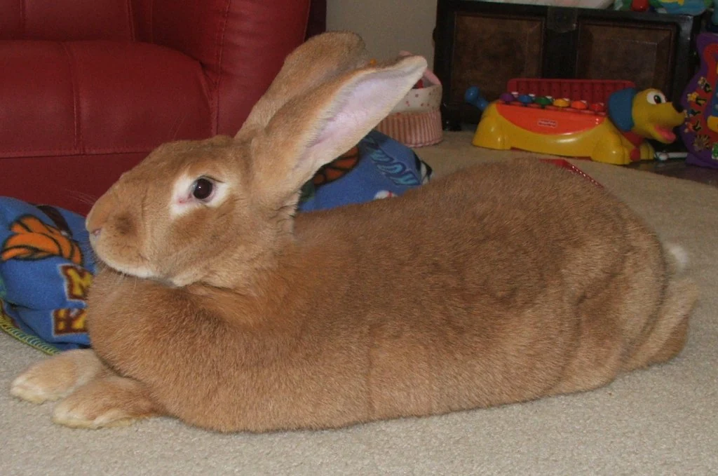 Fawn giant rabbit resting on a carpet beside a sofa