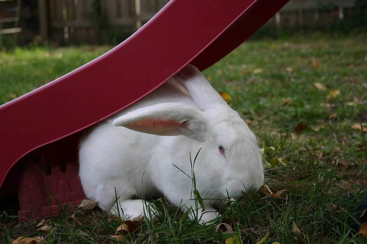 White giant rabbit beneath a garden slide