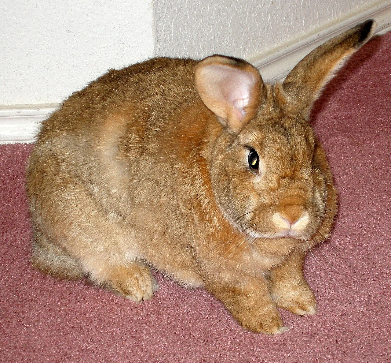 Brown giant rabbit on a carpet indoors