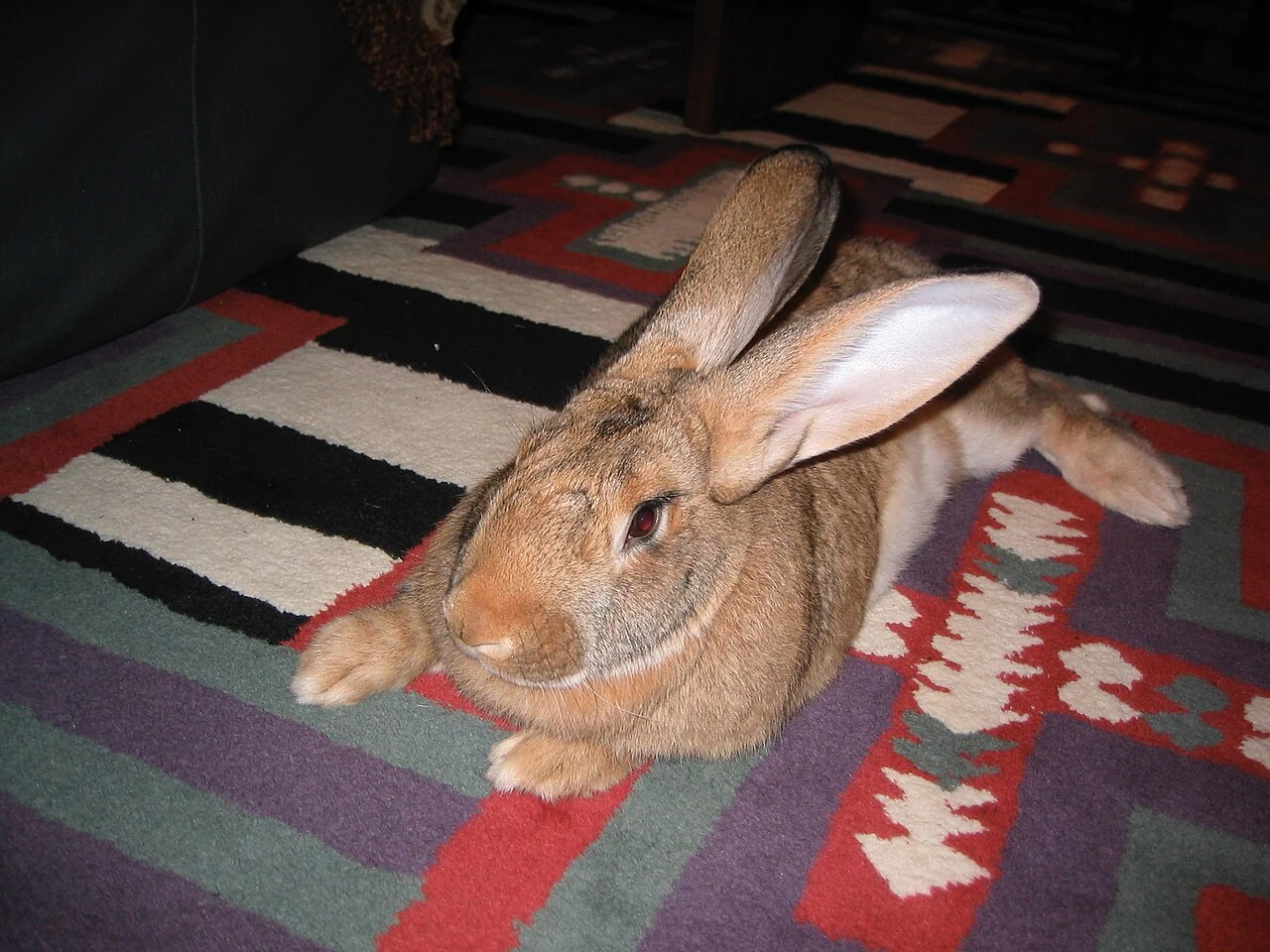 Sandy-coloured giant rabbit on a patterned rug