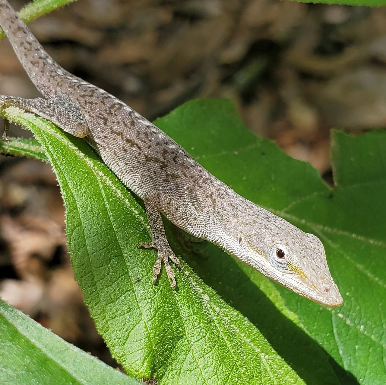 Green anole in its brown colour phase on a green leaf