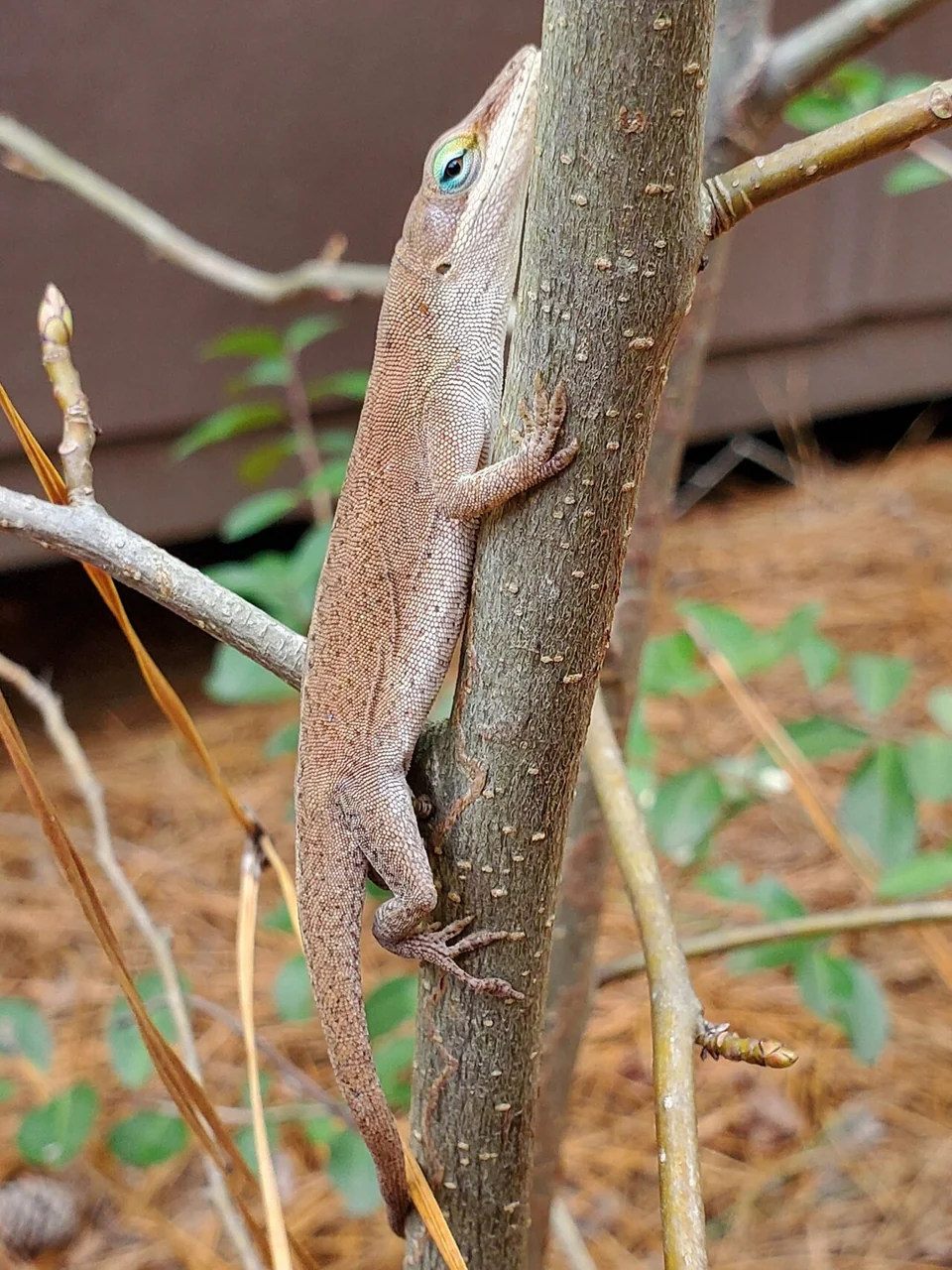 Green anole clinging vertically to a slender stem