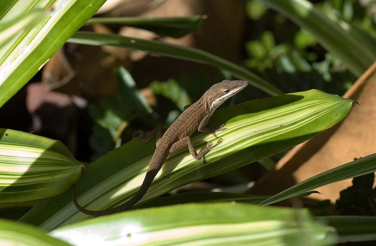Brown-coloured green anole among green leaves