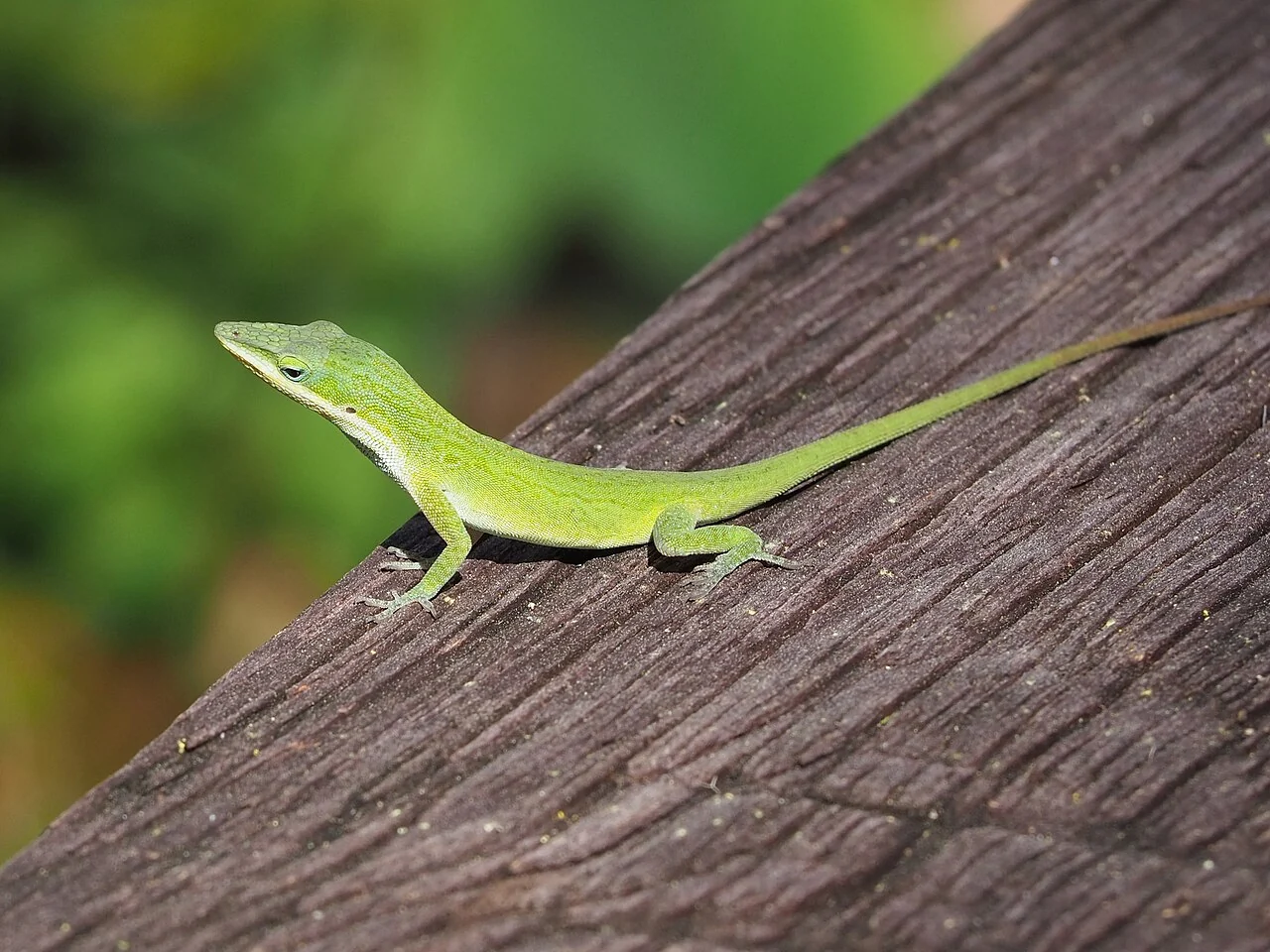 Green anole on a wooden railing with its full tail visible