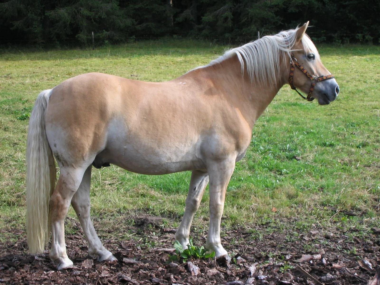 Haflinger with a pale mane standing in a pasture