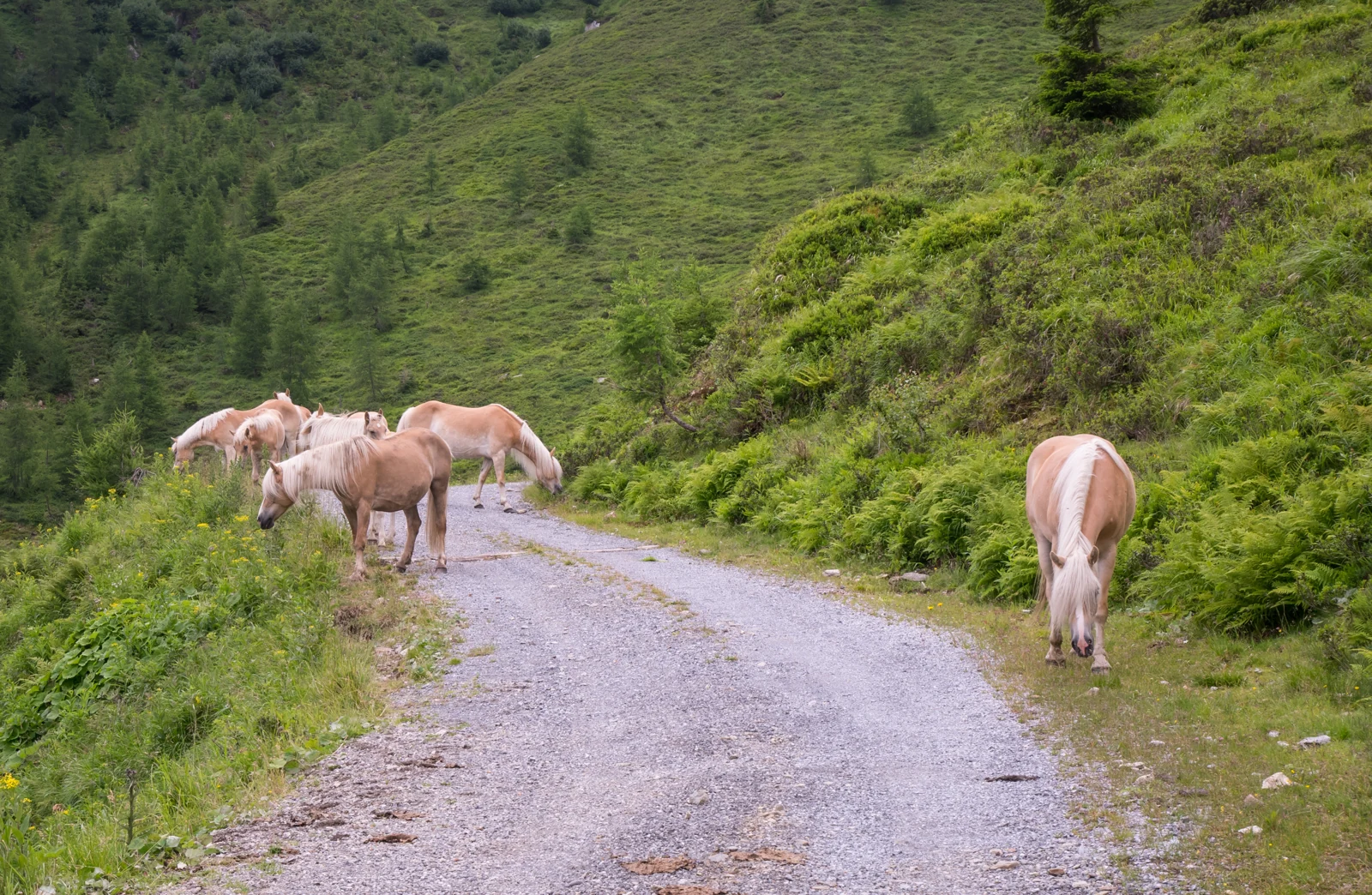 Several Haflingers on a mountain path