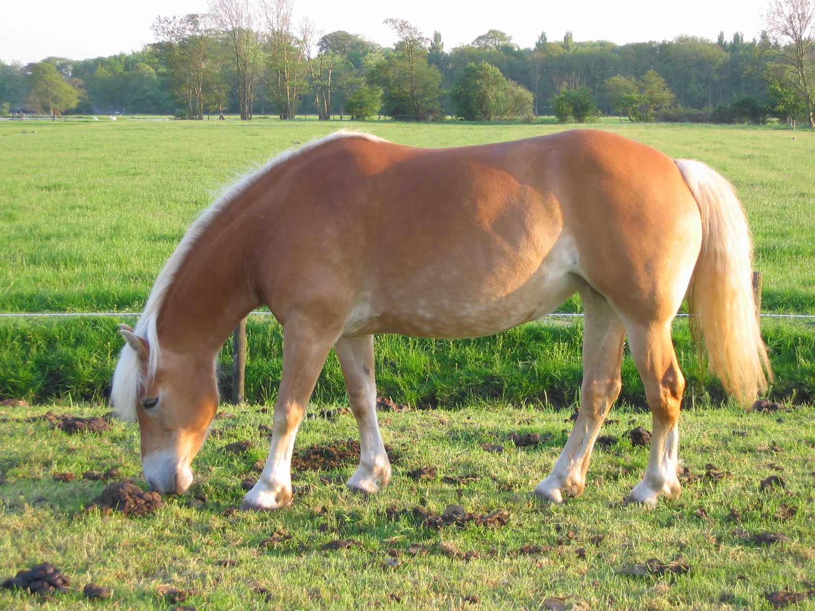 A Haflinger grazing in a meadow