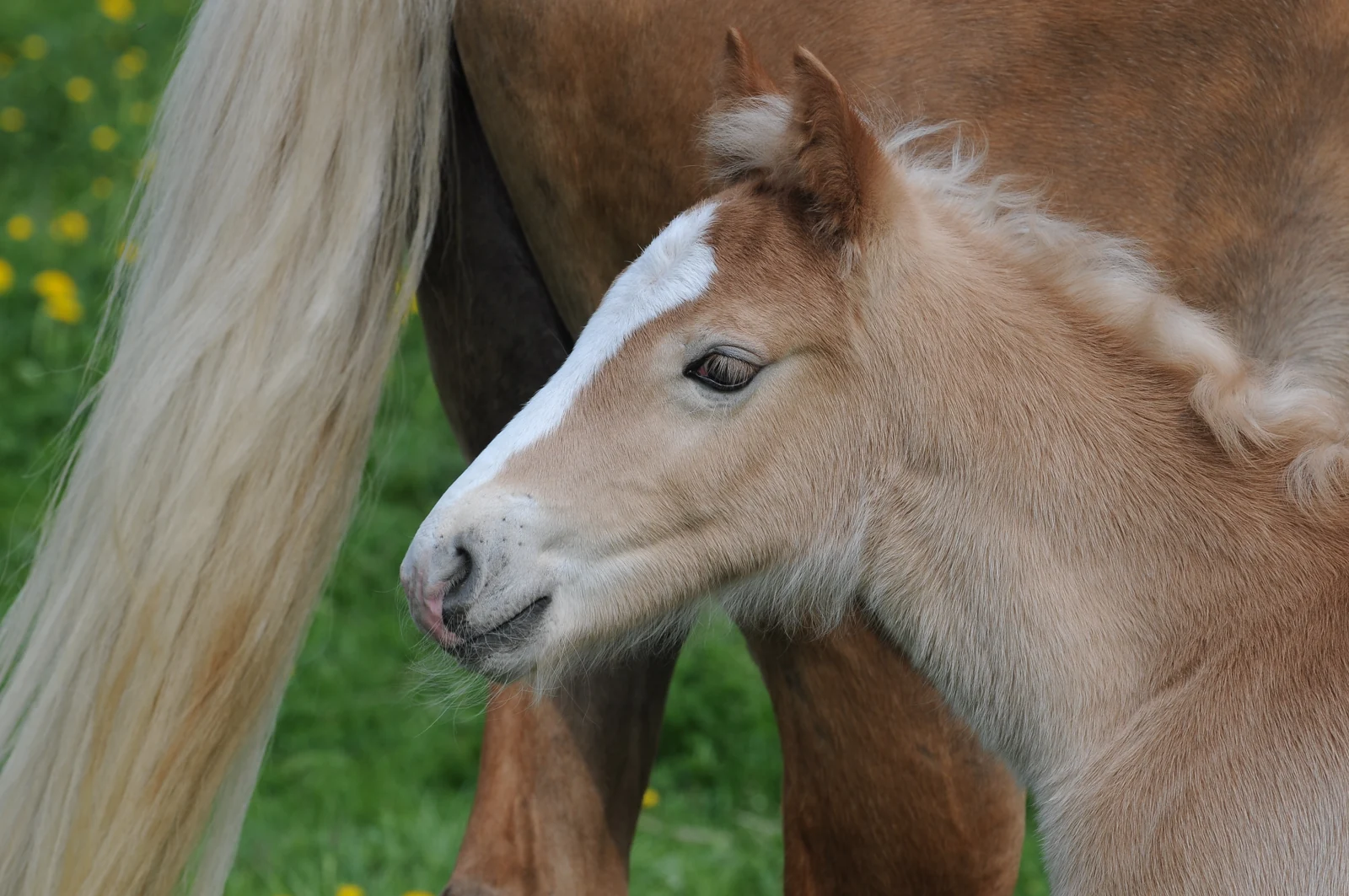 Haflinger foal beside an adult horse