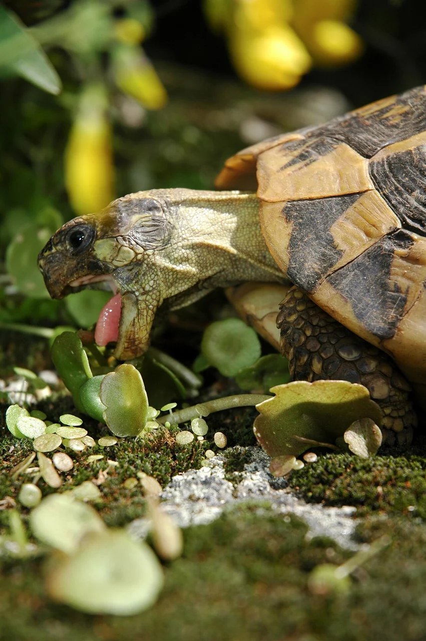 Hermann’s tortoise eating green leaves