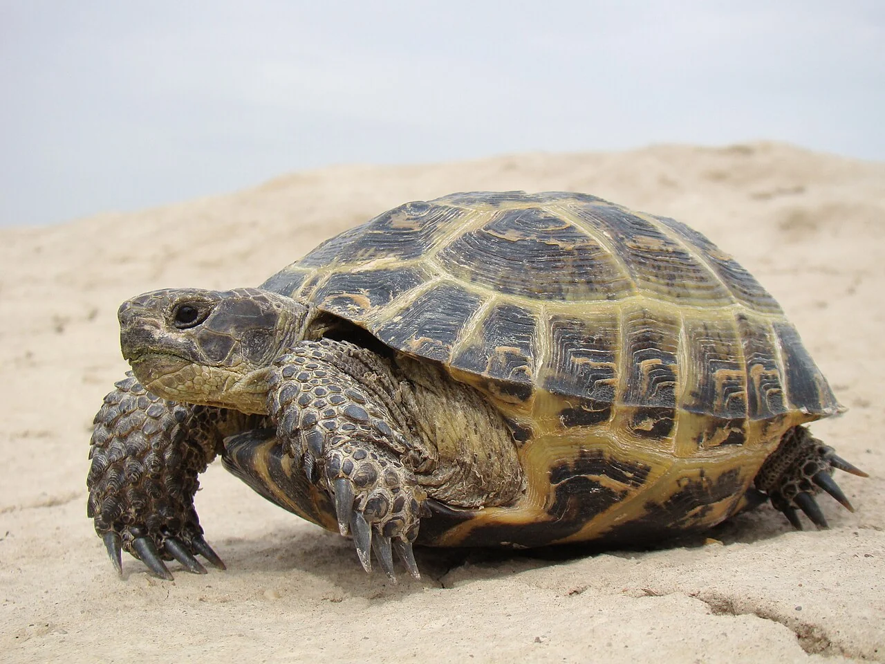 Horsfield’s tortoise on sandy ground