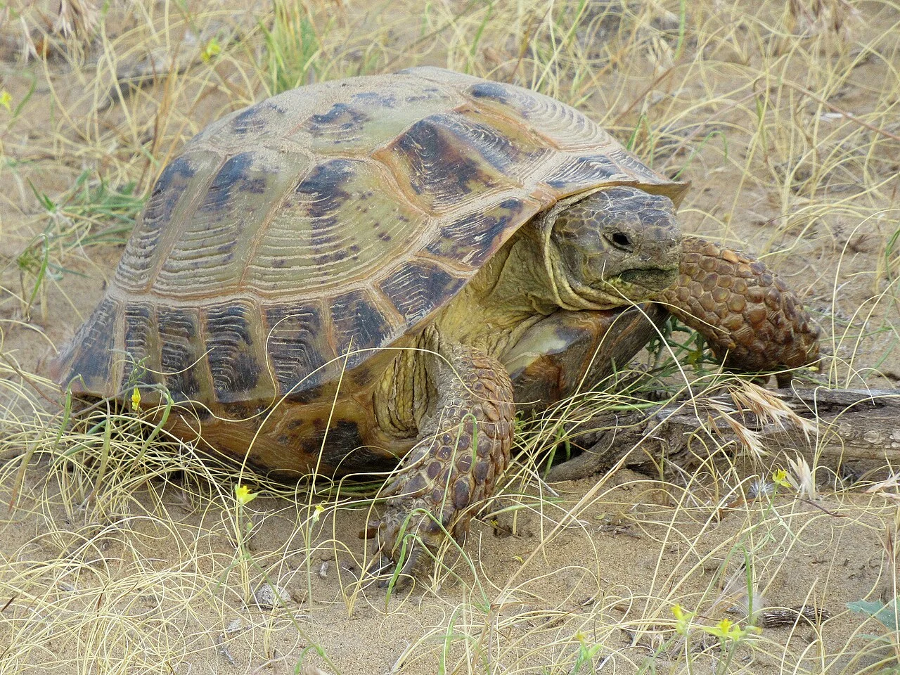 Horsfield’s tortoise in dry grass