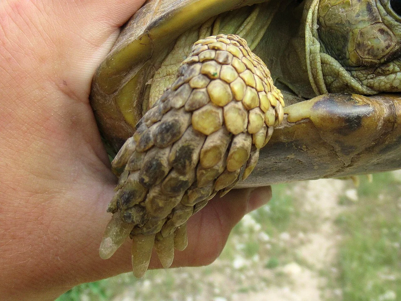 Strong forelimb of a Horsfield’s tortoise