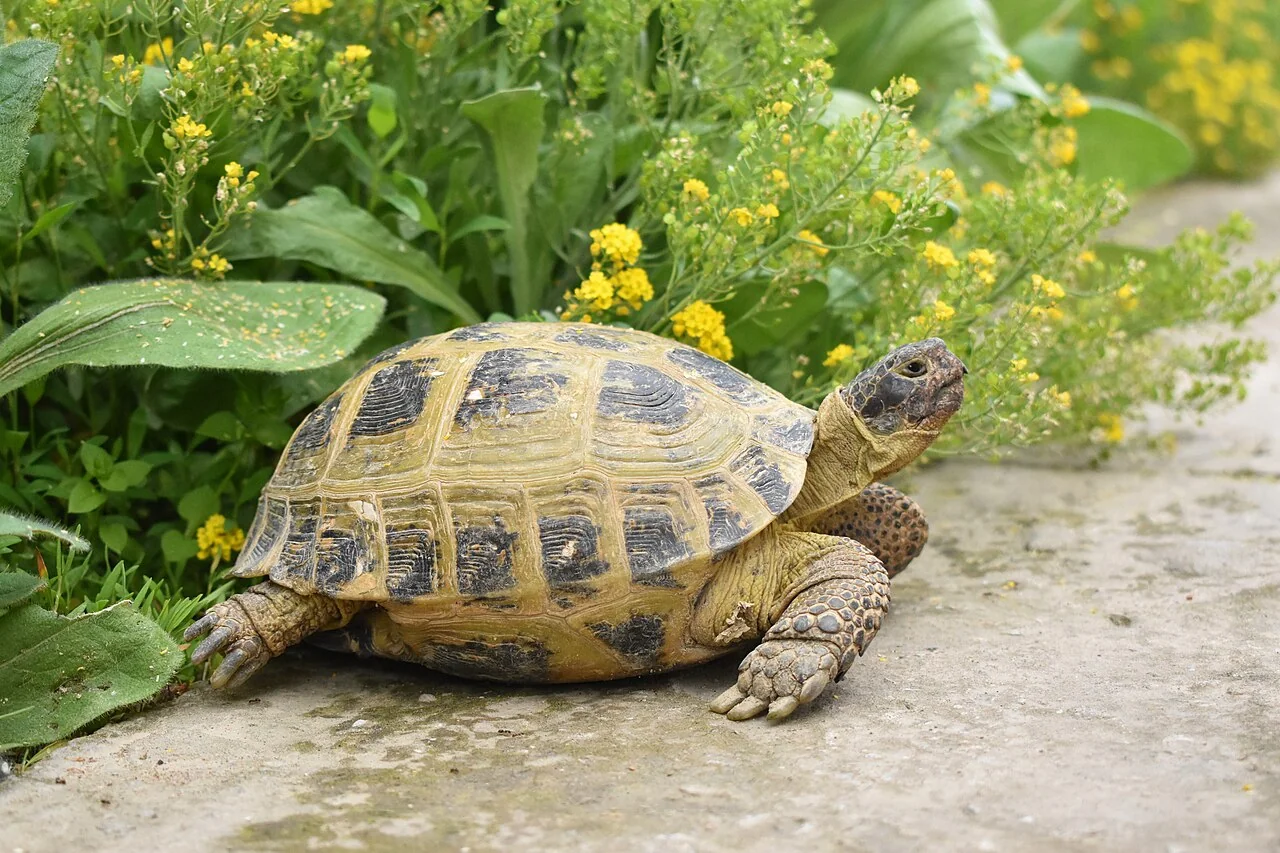 Horsfield’s tortoise on a path near plants