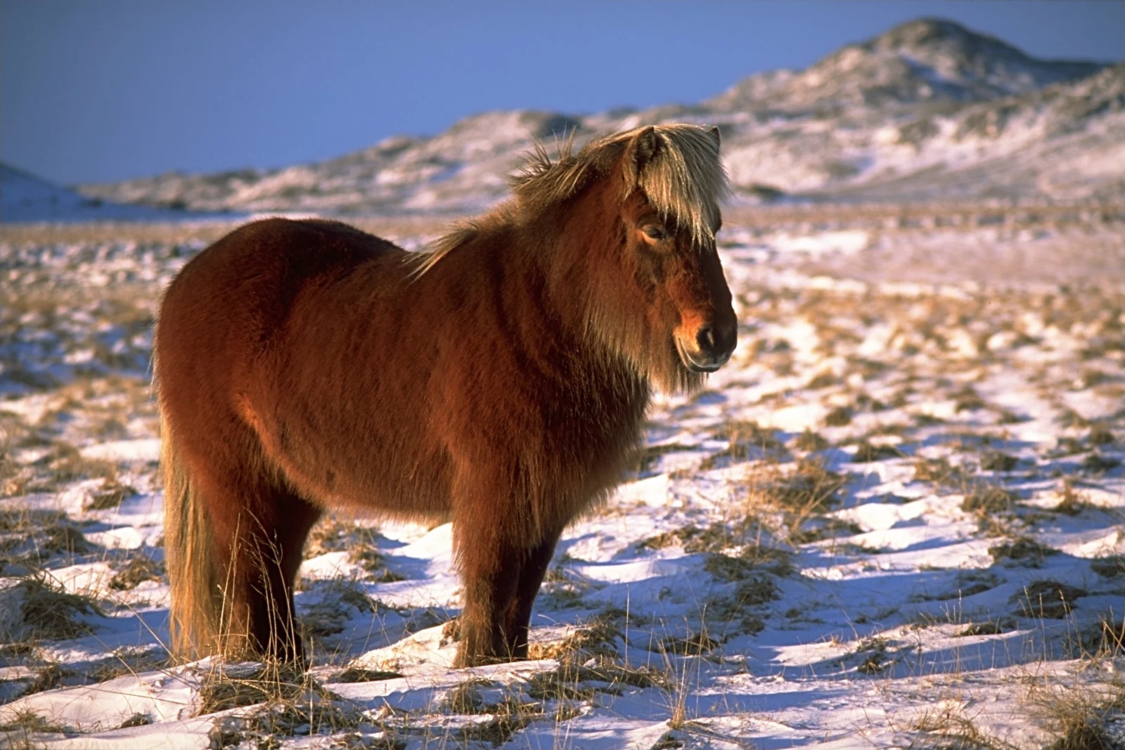 Braunes Islandpferd mit dichtem Winterfell im Schnee