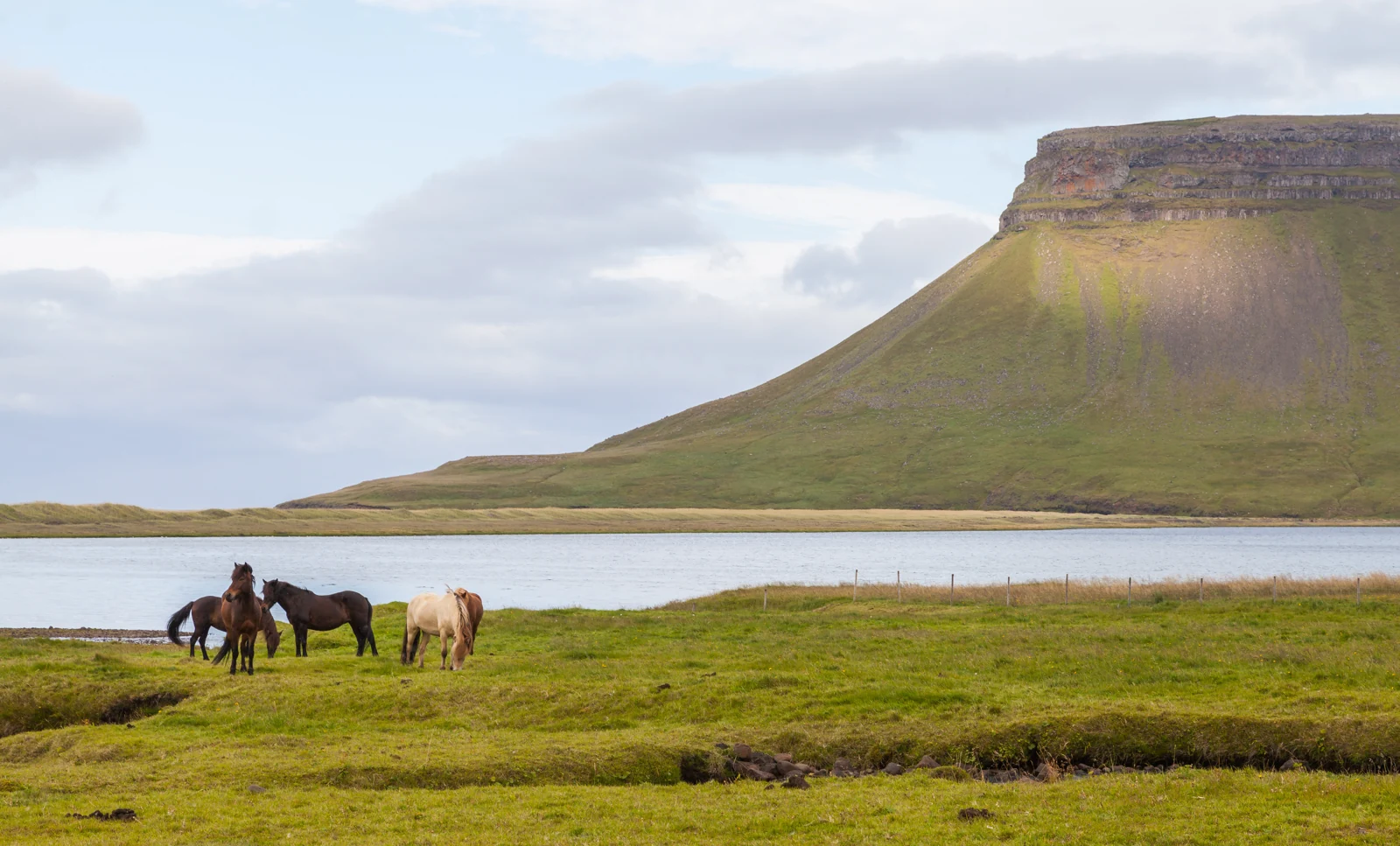 Islandpferde in einer weiten isländischen Landschaft