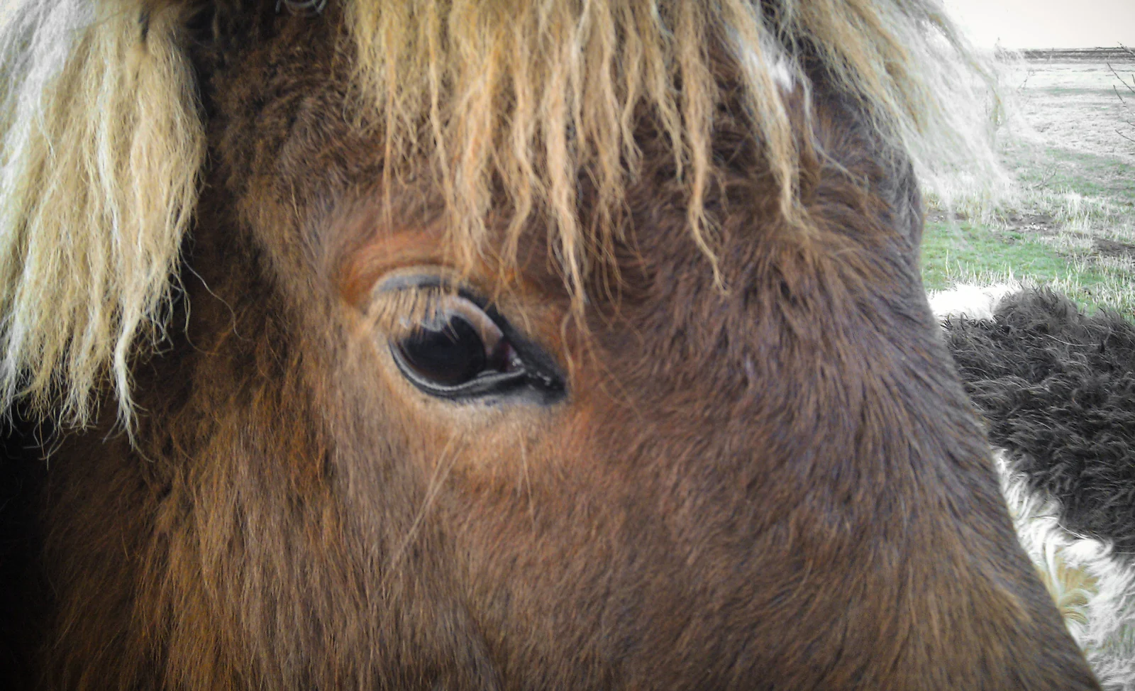 Auge und dichter Schopf eines Islandpferdes im Winter