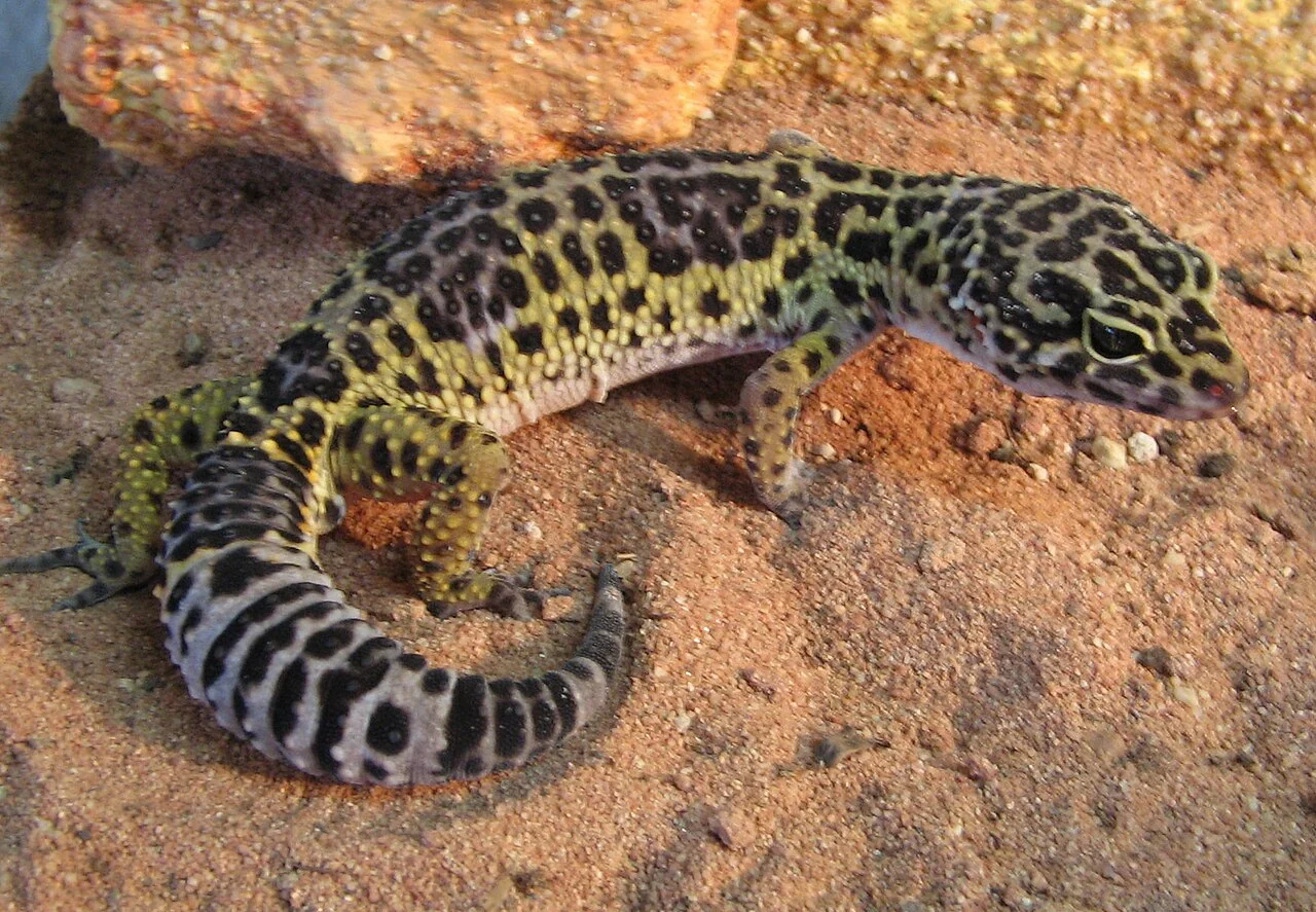 Gecko léopard aux taches sombres et à la queue épaisse sur un sol rocheux