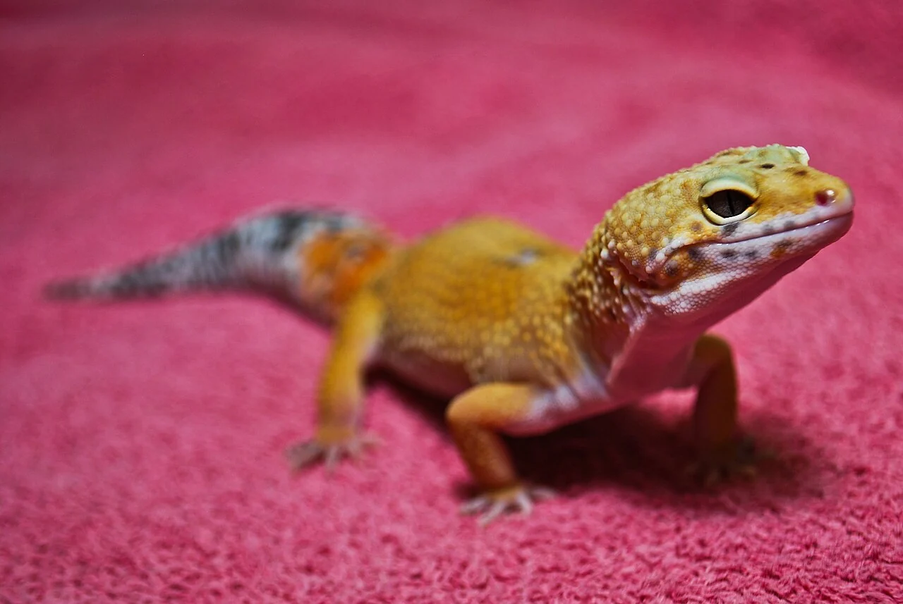 Gecko léopard orange aux paupières visibles, posé sur une serviette