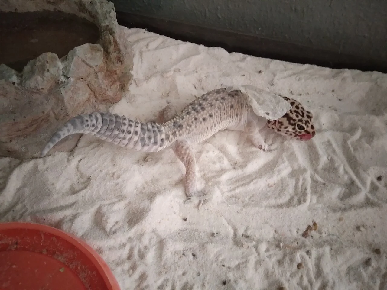 Gecko léopard en pleine mue, avec de la peau qui se détache sur le dos