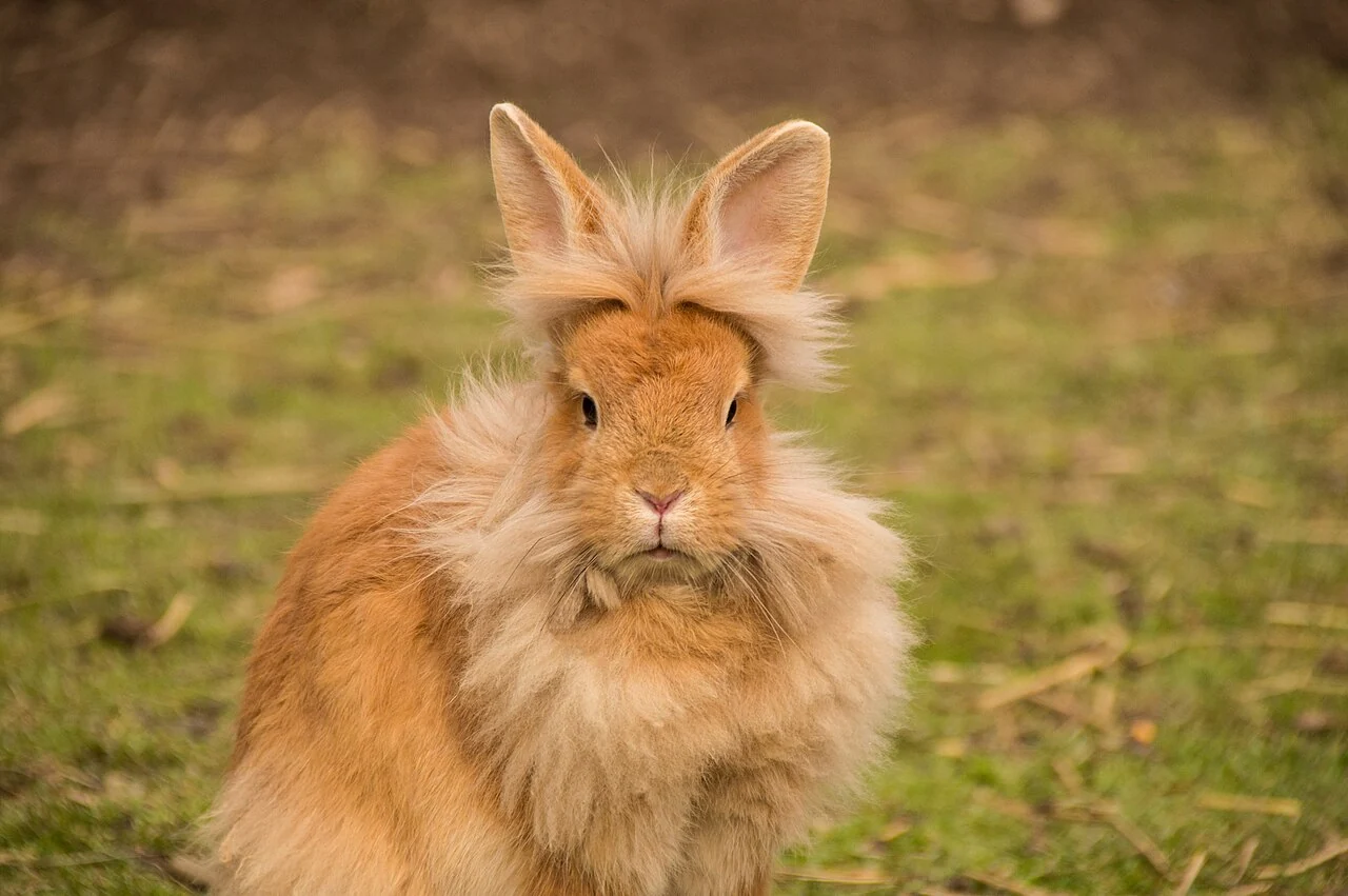 Fawn lionhead rabbit with a thick mane outdoors