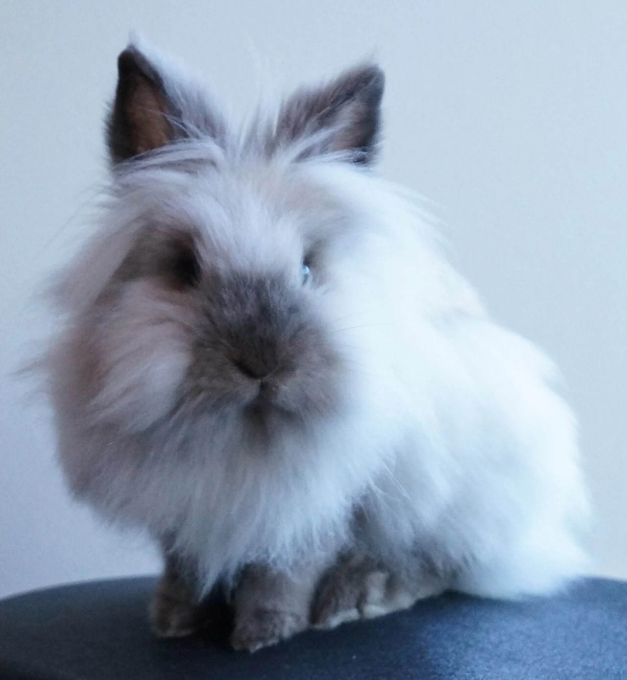 White lionhead rabbit with dark facial markings