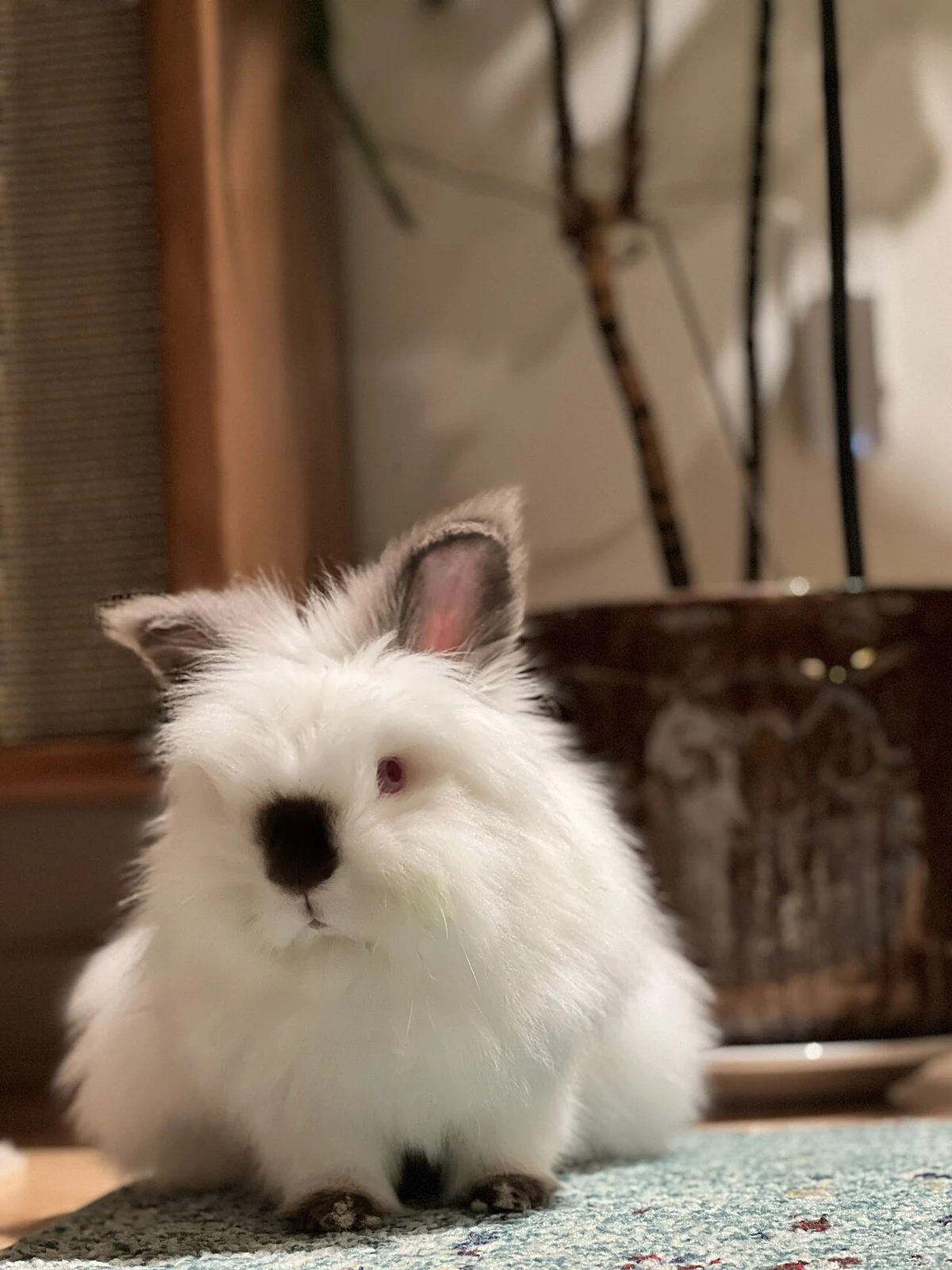 White lionhead rabbit with a black nose on a carpet