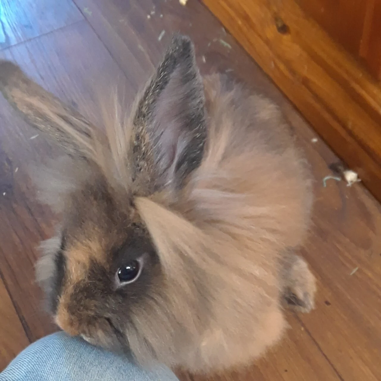 Young lionhead rabbit beside a person's leg
