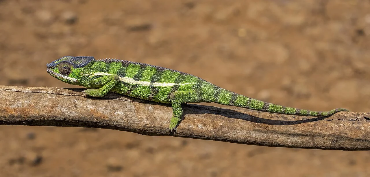 Green male panther chameleon in profile