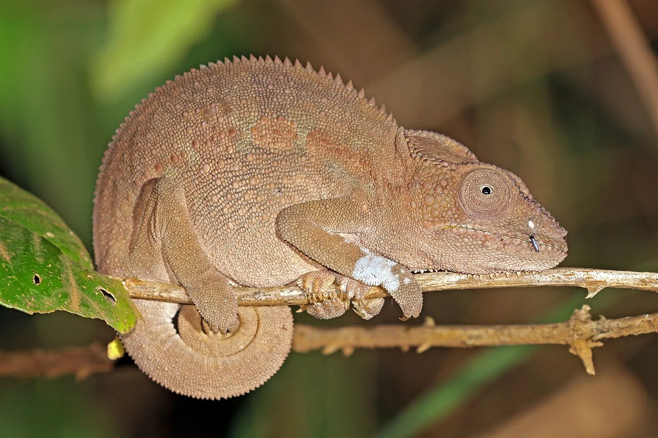 Brown female panther chameleon on a twig