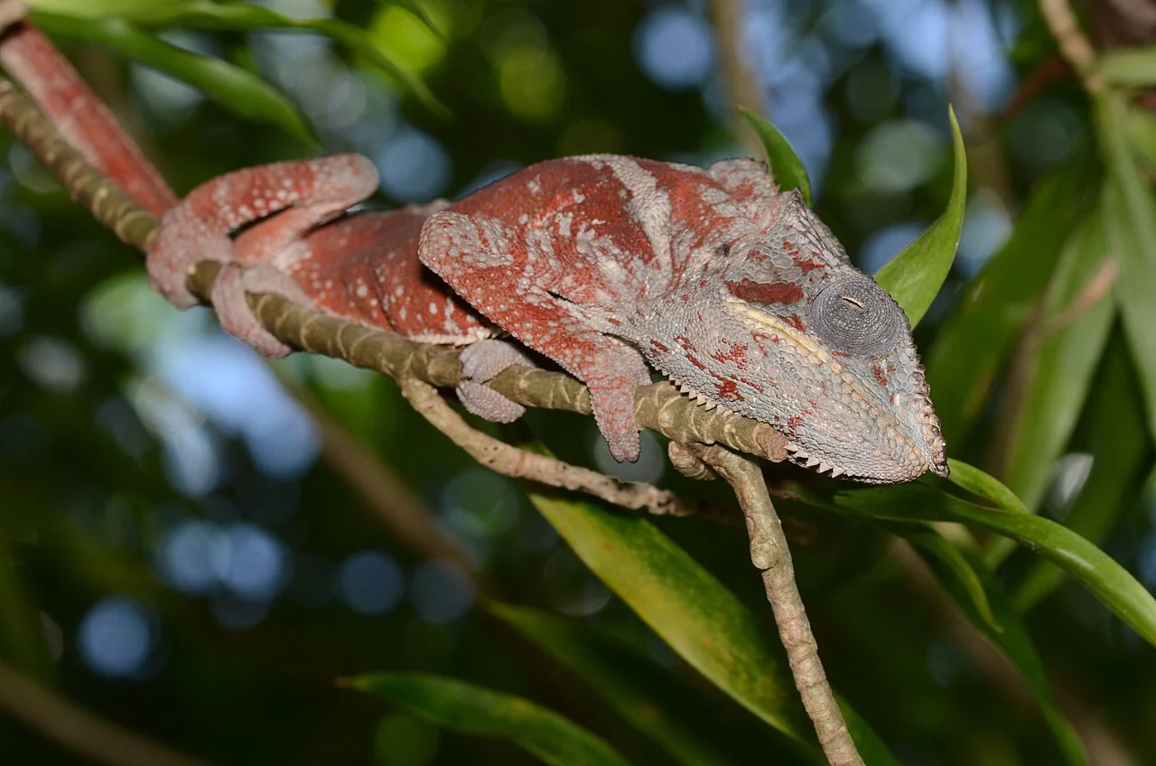 Reddish panther chameleon among leaves