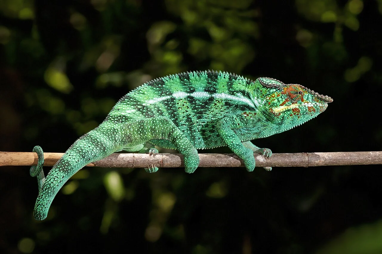 Turquoise male panther chameleon on a branch